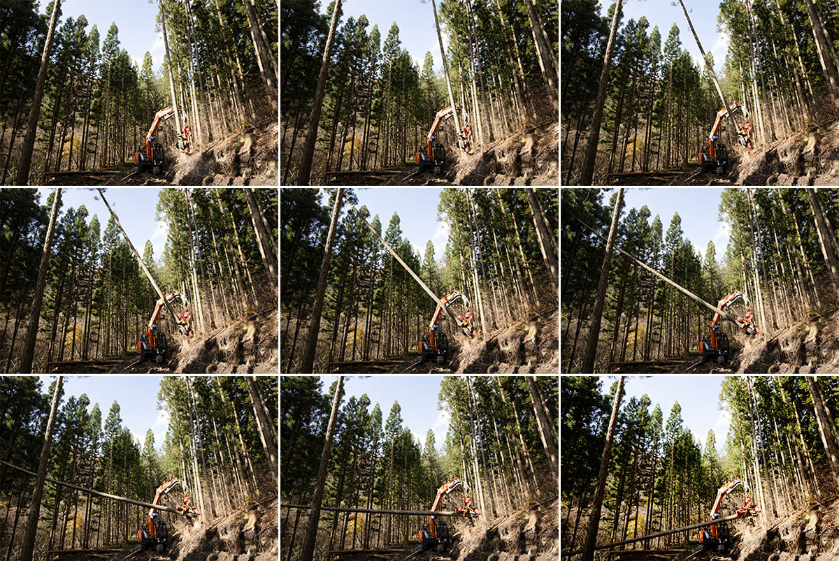 伐倒作業を行う重機の連続写真