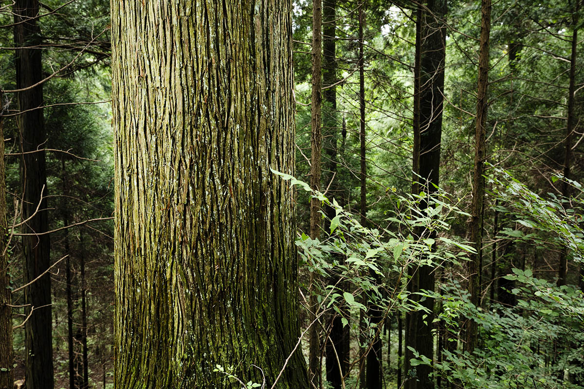 磯村産業さんの所有林にあった、樹齢が１００年を超えている木