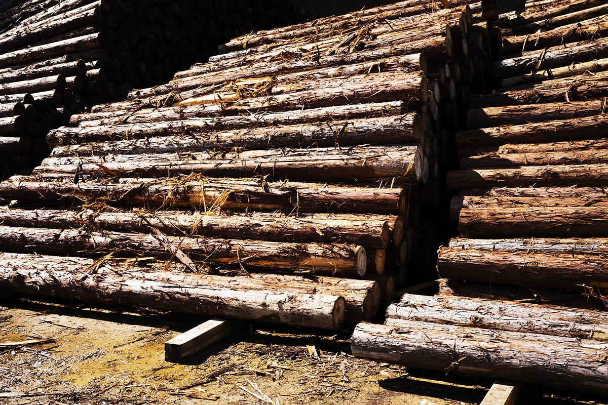 製材所の敷地内、林業の現場や原木市場から購入した木材の山