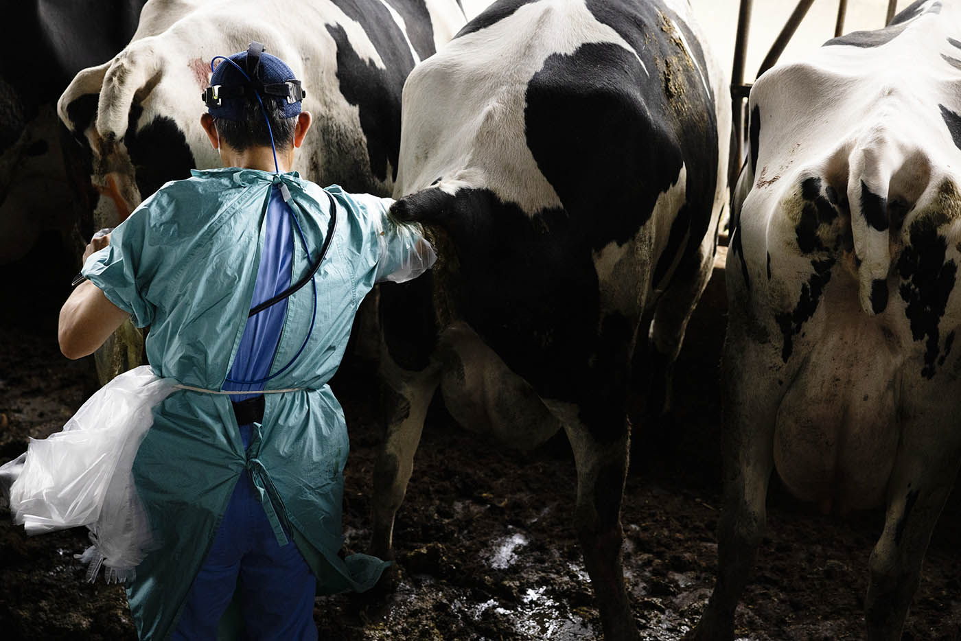 超音波画像診断器を使って乳牛の子宮を確認する獣医