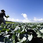 キャベツ農家さんを紹介する記事のアイキャッチ画像